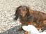 Dværggravhund freja R.I.P 12/2 2011