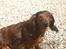 Dværggravhund freja R.I.P 12/2 2011