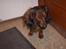 Dværggravhund freja R.I.P 12/2 2011
