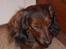 Dværggravhund freja R.I.P 12/2 2011
