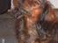 Dværggravhund freja R.I.P 12/2 2011