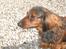 Dværggravhund freja R.I.P 12/2 2011