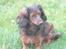 Dværggravhund freja R.I.P 12/2 2011