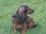 Dværggravhund freja R.I.P 12/2 2011
