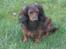 Dværggravhund freja R.I.P 12/2 2011