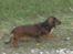 Dværggravhund freja R.I.P 12/2 2011