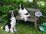Engelsk springer spaniel Rowntree Indra at Zima - To fotogene hunde :)