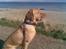 Blanding af racer Simba - Smukke hund...