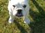 Blanding af racer (engelsk bulldog) Molly