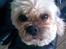 Lhasa apso Ozzy - måååå jeg ikk´ nok? =)