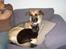 Blanding af racer Max - Max sammen med hans putte buddy Frederik