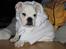Blanding af racer (engelsk bulldog) Molly - He he . . . man skal også finde sig i at blive klædt ud . .  
