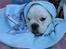 Blanding af racer (engelsk bulldog) Molly - Det lille pus fryser jo . . . 