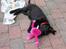 Labrador retriever Viki - Viki og hendes Y N G L I N G S pink bamse