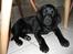 Labrador retriever Viki - " Hej <`3 " 