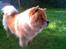 Chow chow Rico ~ Oskar of Flensborg - Taget d. 15.07.07 - Hvor er han blevet en køn bamseløve :-)