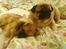 Mops marius