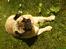 Mops marius