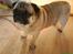 Mops marius