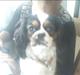 Cavalier king charles spaniel lady<33