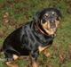 Rottweiler Mille