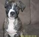 Amerikansk staffordshire terrier Zika