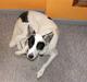Border collie Sally