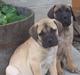 Bullmastiff Charlie(Chandler Bing )
