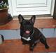 Fransk bulldog THORKILD SOLGT
