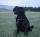Labrador retriever Stella