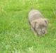 Amerikansk staffordshire terrier Cosmo