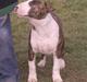 Bullterrier Ecko c",)