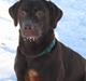 Labrador retriever *Formel 1* Sally (sørøver sally)