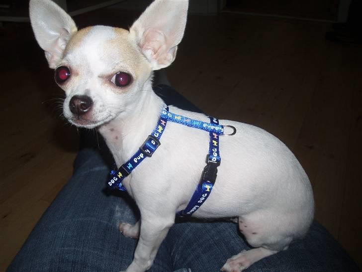 Chihuahua Tigo - Så er jeg klar til at lære at gå i snor. billede 1