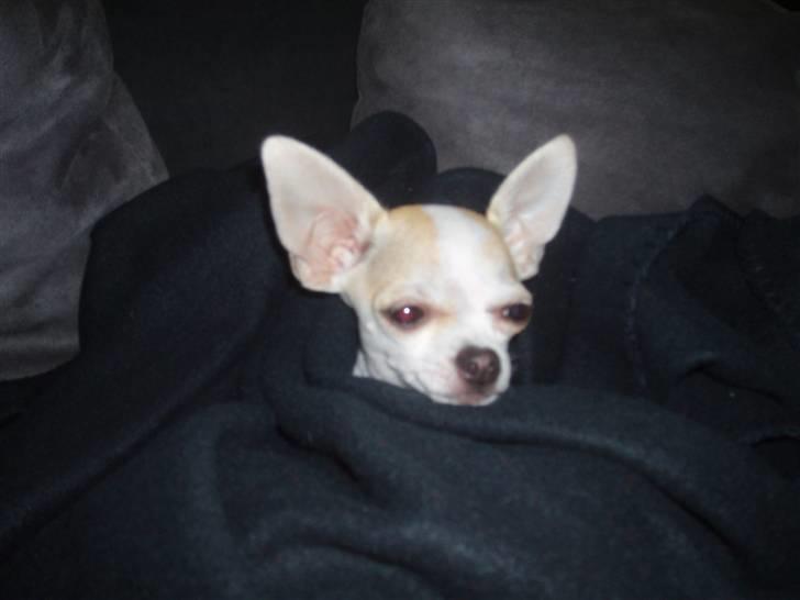 Chihuahua Tigo - Jeg elsker at putte. billede 2