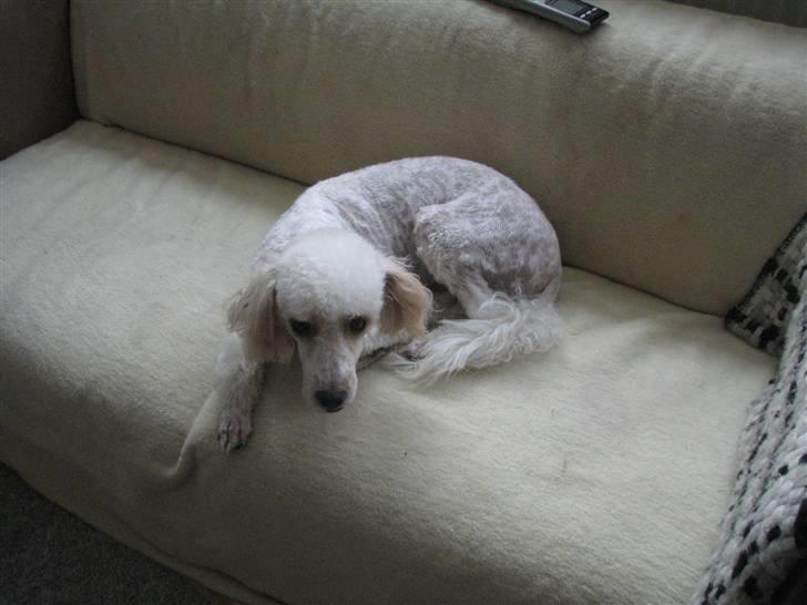 Blanding af racer Ricki billede 13