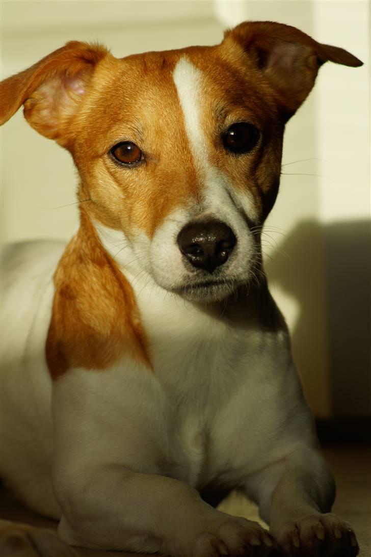 Jack russell terrier Diesel - 2010 billede 7