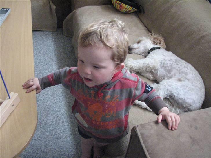 Blanding af racer Ricki - endelig gik han nu kan jeg da sove i fred... billede 15