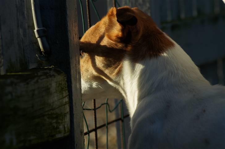 Jack russell terrier Diesel - 2011 billede 8