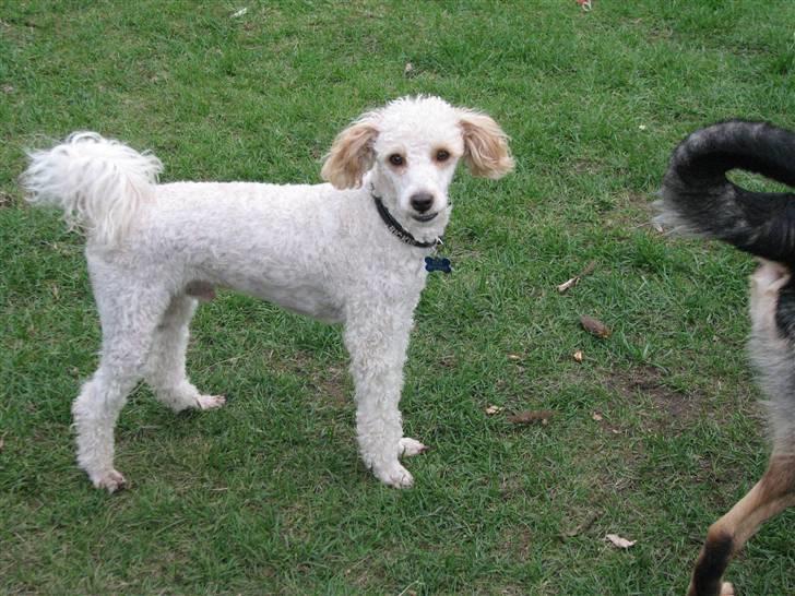 Blanding af racer Ricki billede 16