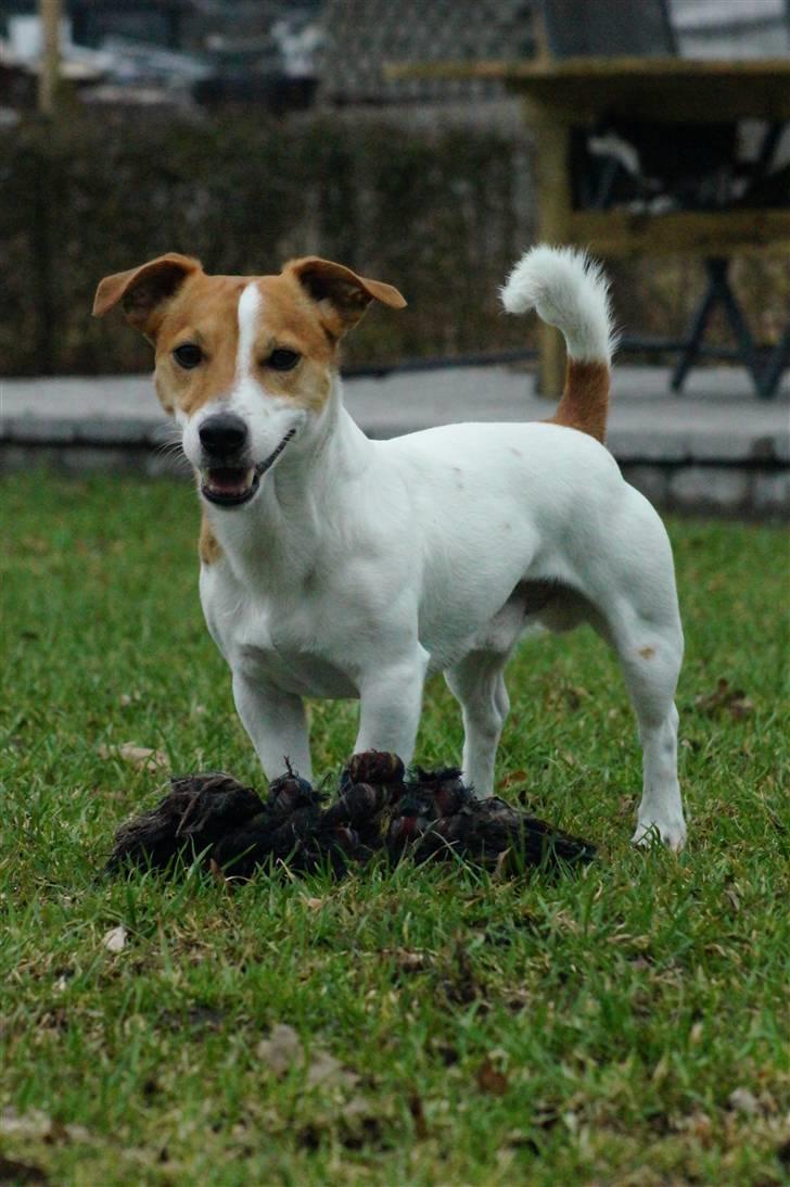 Jack russell terrier Diesel - 2011 billede 9