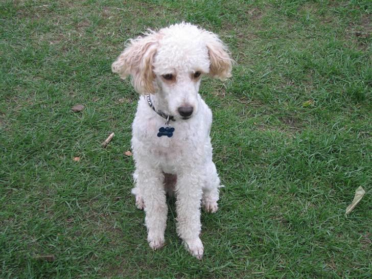 Blanding af racer Ricki billede 17