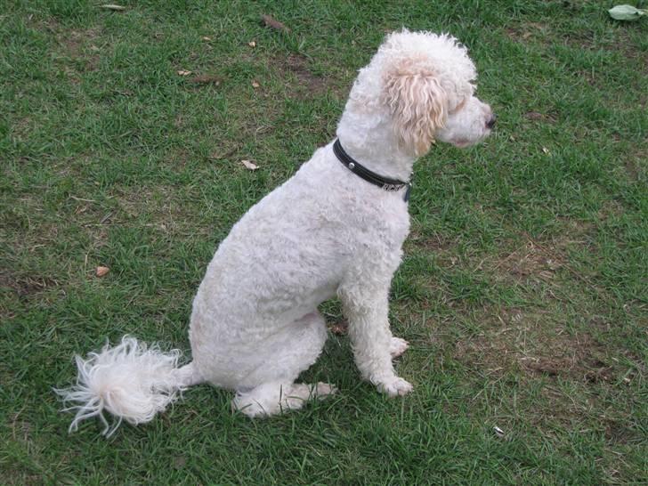 Blanding af racer Ricki billede 18