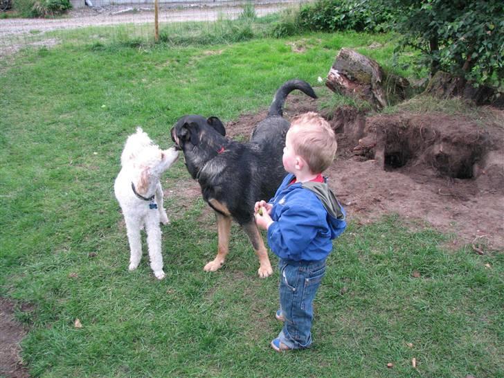 Blanding af racer Ricki billede 19