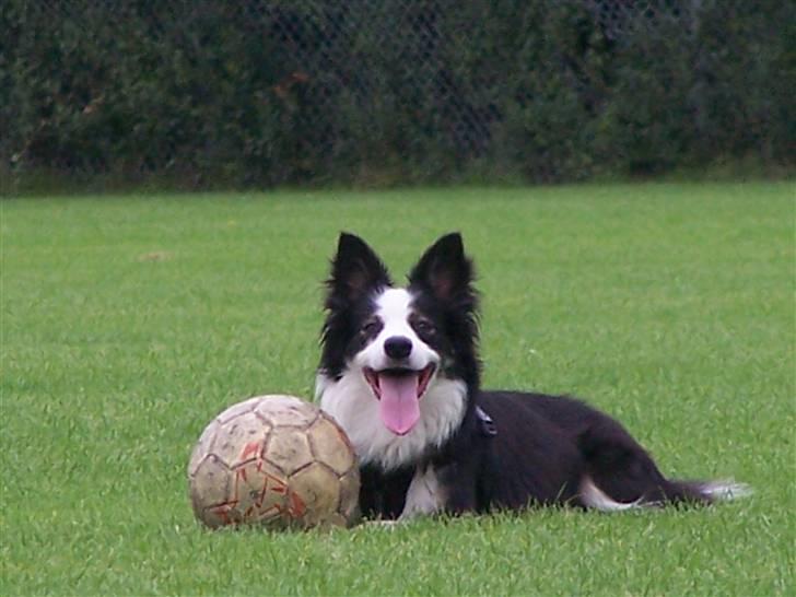 Border collie Cleo RIP lille tøs billede 1