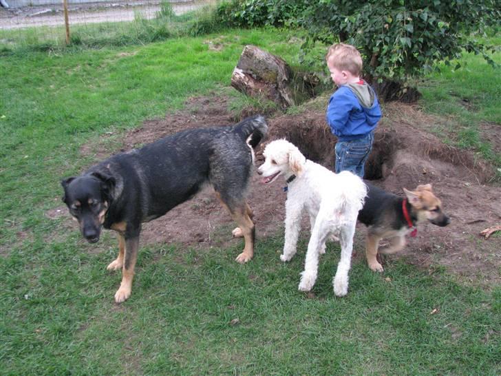 Blanding af racer Ricki billede 20