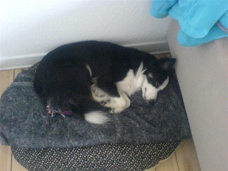 Border collie Cleo RIP lille tøs - Man kan jo nok blive træt, trods at man er hyrdehund :o) billede 3