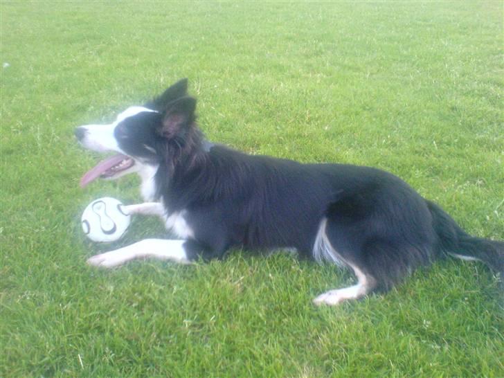 Border collie Cleo RIP lille tøs - Skal vi SÅ lege med den bold eller ? billede 4