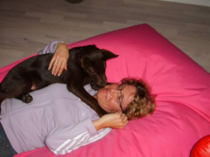 Australsk kelpie Pyrus (russe) Russie ;0) - Min menneske søster og mig, vi leger rigtig godt sammen, jeg kan rigtig få hende til at grine når jeg napper hende i næsen for sjovt billede 1