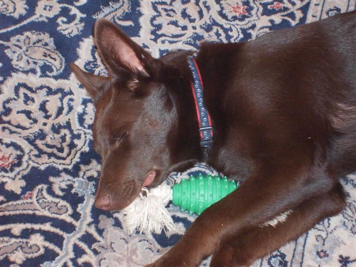 Australsk kelpie Pyrus (russe) Russie ;0) - efter en dejlig leg og gåtur med min menneskemor, er det dejligt bare at dejse om med mit legetøj i munden billede 2